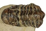 Bargain, Crotalocephalina Trilobite - Atchana, Morocco #261838-1